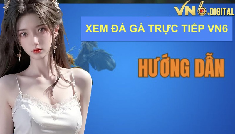 Hướng dẫn xem đá gà trực tiếp tại VN6 Hướng dẫn xem đá gà trực tiếp tại VN6
