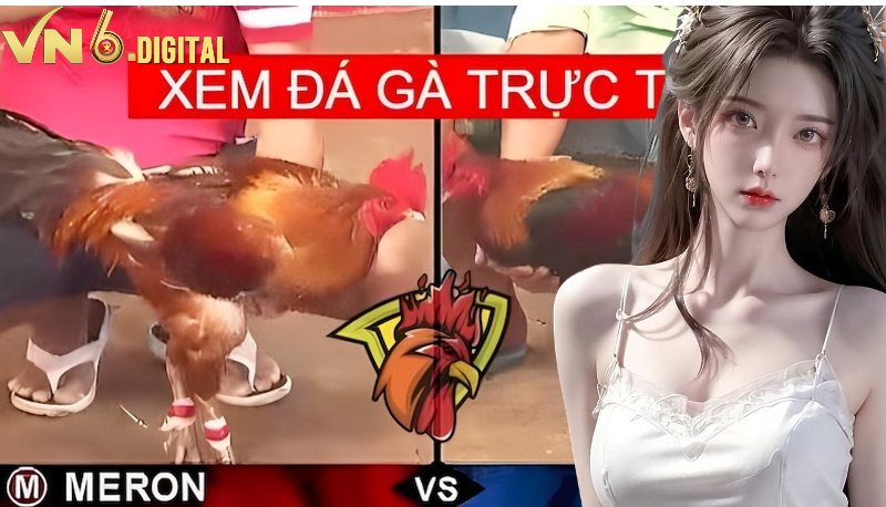 Xem đá gà trực tiếp nghĩa là gì? Xem đá gà trực tiếp nghĩa là gì?